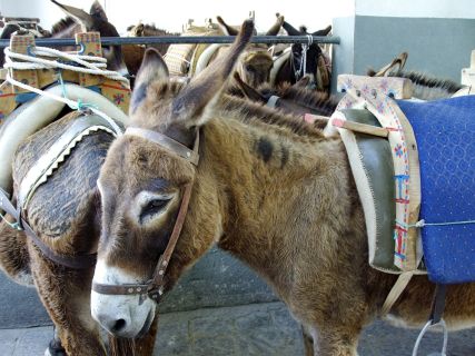Donkeys in Lindos, Taxi Lindos