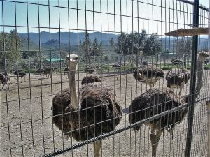 Ostrich Farm, Rhodes Greece Shore Excursions